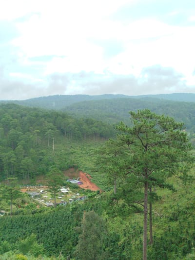 The image depicts a lush, green landscape with rolling hills covered in dense pine forests. In the mid-ground, a small cluster of buildings is visible, appearing to be a rural settlement or farm. Some of the structures have pitched roofs, and there are visible paths or roads connecting them. The foreground is dominated by a large pine tree with its branches spread wide. The overall scene suggests a natural, possibly agricultural, setting in a mountainous region of Vietnam, likely Lán Tranh. The sky is overcast with soft, white clouds, creating a diffused light.
