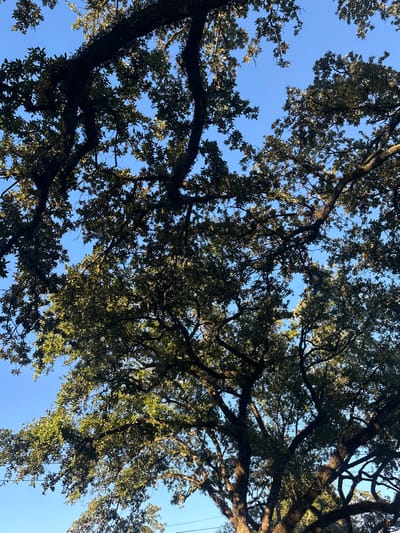 A forensic view from below depicts the dense, verdant canopy of mature live oak trees, characterized by their thick, gnarled branches and dark green, leathery leaves, set against a clear, bright blue sky. Sunlight illuminates portions of the foliage, creating highlights, while other areas remain in shadow. Subtle horizontal utility wires are visible along the bottom edge of the frame. No individuals, structures, or animals are present. The scene is consistent with an urban or suburban setting in New Orleans, Louisiana, renowned for its pervasive live oak tree population.