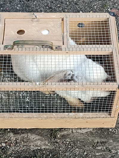 A white rabbit is inside a wooden and wire cage. The cage is rectangular with a handle on the front and a divided section at the top. The rabbit appears to be sleeping or resting. The cage is placed on the ground, which is covered with gravel and some grass. The image is taken from a slightly elevated angle, looking down into the cage. The scene is outdoors, with natural lighting. The location is stated to be in Łosice, Poland.