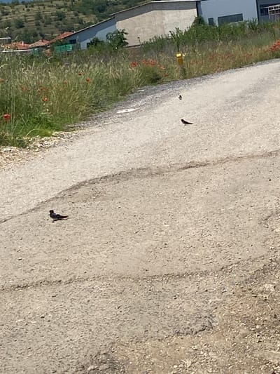 The image captures an outdoor scene in Belo Pole, Bulgaria, depicting an unpaved road under bright daylight. The road surface is composed of light-grey gravel and dirt, exhibiting variations in texture and some darker, possibly shadowed or worn, linear markings. Four small, dark-feathered birds are present on the road. One bird, positioned in the lower-left foreground, displays a distinct reddish head and neck contrasting with its dark body. A second, smaller dark bird is located further up the road, slightly right of center. Two additional indistinct, dark bird shapes are visible in the distant stretch of the road.

To the immediate left of the road, a dense bank of green foliage, consisting of various grasses and broadleaf plants, is profusely dotted with numerous vibrant red poppy flowers. A sparser similar strip of green vegetation, also containing red poppies, borders the right side of the road. Further along the right side, a solitary yellow cylindrical object is mounted on a short post, adjacent to the roadside.

In the mid-ground, beyond the vegetation, industrial or commercial structures are visible. A large, light-colored building with a dark-colored, sloped roof and dark rectangular window cutouts dominates the right side of the background. To its left, another building with a flat, light-colored façade is present. Further to the left and receding into the mid-distance, several buildings with reddish-brown tiled roofs are partially obscured by trees. The far background features a gently sloping, terraced hillside densely covered in green vegetation. No human individuals are visible within the frame.