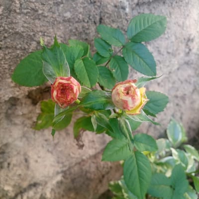 The image displays a close-up overhead view of two partially opened rosebuds on a green plant stem, positioned against a textured wall. Each rosebud features variegated petals, primarily yellow with prominent reddish-pink edges and striations, appearing somewhat dry or withered. The buds are surrounded by multiple deep green leaves, some exhibiting visible venation and a slight whitish or powdery coating. The background consists of a rough, light-colored wall, likely concrete or stucco, in tones of grey and beige, indicating an outdoor setting. The scene is illuminated by natural light. This observation is recorded in Kimorori/Wempa ward, Kenya.