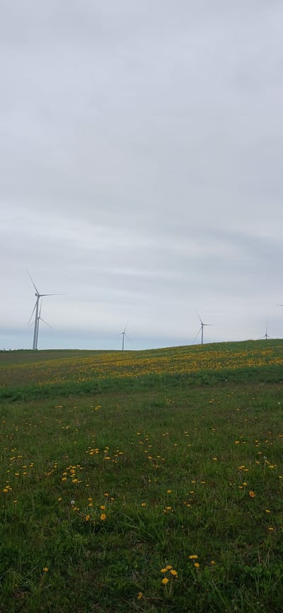 The image shows a field of green grass interspersed with yellow dandelions. The sky is overcast with white and gray clouds. Four wind turbines stand in a row across the field. The location is Butkiškė, Lithuania.