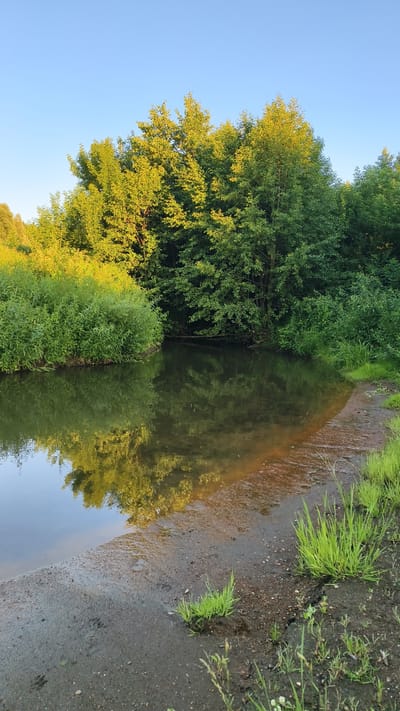 The image depicts a tranquil natural scene with a body of water bordered by lush vegetation and trees. The sky above is clear and blue, suggesting fair weather. The water reflects the surrounding greenery and the golden hues of the sunlight. The foreground shows a muddy shoreline with patches of grass. There are no people or animals visible in the image. The location is identified as Malaya Shil'na, Russia, suggesting a rural or semi-rural setting characterized by its natural landscape. The overall impression is one of peacefulness and natural beauty.