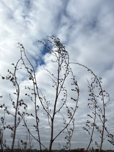 A low-angle shot shows a dead plant against a cloudy sky. The location is unknown but presumed to be Staroe Rakomo, Russia. The plant has thin, bare branches with small, dried seeds or remnants of flowers. The sky is overcast with varied cloud formations, some appearing darker and thicker. The image is oriented vertically. The ground is not visible, but a blurred line of land or foliage is at the top right. No people or animals are present.