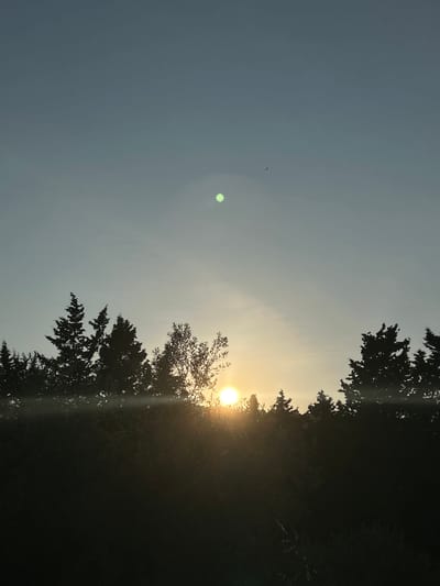 The image depicts a silhouetted treeline against a sky at dusk or dawn. The sun is a bright orb just above the horizon, casting a warm glow and lens flare. The sky transitions from a pale blue at the top to lighter tones near the sun. A faint, greenish circular light artifact is visible in the upper part of the sky, along with a small, distant bird in flight. The foreground is dominated by the dark silhouettes of various trees, including coniferous and deciduous types, with some foliage visible. The scene is devoid of any human presence or structures, suggesting an outdoor natural setting. The location is not discernible from the image itself.