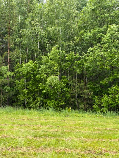 This image captures an outdoor landscape in Menzelinsk, Russia, depicting a transition from a mown field to a dense forest line under natural daylight. The lower half of the frame is dominated by a field of bright green grass, recently mown, evident by multiple parallel, horizontal rows of dried, lighter-colored (brownish-yellow) grass clippings (windrows) distributed across the green turf. Some taller, unmown green vegetation and weeds are interspersed within the foreground.
The upper portion of the image features a thick, verdant forest edge composed of a mixed stand of trees. Numerous deciduous trees are prominent, many appearing to be birches due to their slender, light-colored trunks and full canopies of vibrant green leaves. Interspersed among these are other broadleaf trees with similarly dense green foliage, and coniferous trees, specifically pine, identifiable by their darker green needle-like branches and rougher bark texture. The trees form a dense, impenetrable screen of foliage, extending vertically to fill the upper frame, with no discernible gaps to the sky. No human subjects, animals, or artificial structures are visible within the scene. The lighting is even and diffused, suggesting overcast conditions.