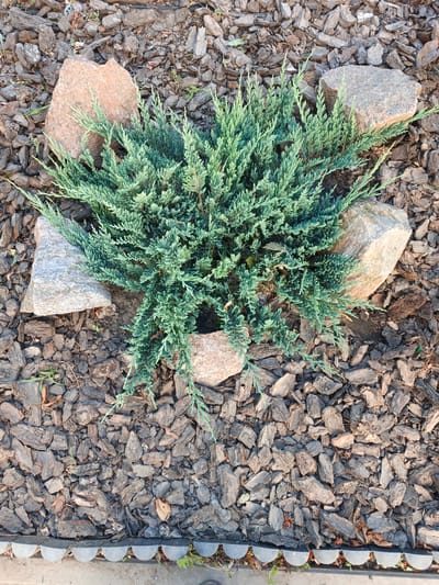 The image depicts a close-up, overhead view of a small, bluish-green juniper bush planted in a garden bed covered with dark brown bark mulch. Three rocks are strategically placed around the bush: one large, reddish-brown rock to the left, a gray speckled rock to the upper right, and a smaller reddish-brown rock to the bottom right. A decorative border of semi-circular, dark gray elements runs along the bottom edge of the image, suggesting the edge of a garden path or flower bed. The scene appears to be outdoors, likely in a residential or public garden space. The lighting suggests it is daytime, possibly late morning or early afternoon, with some shadows cast by the bush and rocks. The environment is static, with no people or animals visible and no actions taking place. The location is identified as Pervomaisk, Ukraine.
