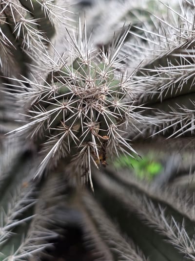 This is a close-up, overhead shot of a cactus. The cactus is green and covered in sharp, white spines that radiate outwards. The spines are dense and create a spiky texture. The background is blurred, with hints of green foliage visible. The lighting is natural, casting subtle shadows on the cactus. There is no visible indication of the city of Bireuenmeunasahreuleut, Indonesia, or any people.