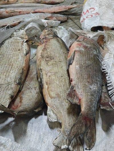 This media file shows a close-up view of several large, dried fish laid out on a rough, woven material, likely at a market stall in Bakhta, Russia. The fish appear to be whole, with scales clearly visible. Their coloration ranges from pale brown to darker grey, with some reddish tones around the fins and gills, suggesting they might be preserved or dried. The fish are arranged in a way that suggests they are being displayed for sale.
In the background, more fish are visible, some lying on a similar material and others stacked further back. A white woven bag with red Cyrillic lettering is also partially visible in the upper right corner. The texture of the fish scales and the rough weave of the fabric are prominent details. The lighting suggests an outdoor or open-air setting, possibly during daylight hours, given the shadows cast. There are no people visible in the frame. The overall impression is one of a rustic marketplace focused on the sale of preserved seafood. The text on the bag appears to be "КОРП" or similar, likely part of a brand name or product description.
