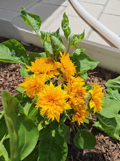 In Krutinskiy, Russia, a cluster of vibrant, double-headed sunflowers is captured in a close-up shot, basking in the warm glow of the sun. The flowers, with their rich yellow petals, appear to be in full bloom, their intricate textures hinting at a ruffled, pom-pom-like appearance. They are nestled amidst lush green foliage, some leaves showing minor imperfections like small holes or creases.

The background reveals a textured ground covered in dark brown mulch, suggesting a garden or planted area. To the upper right, a white corrugated hose lies diagonally across a tiled surface, hinting at an outdoor setting, possibly near a watering system or building. The sunlight casts distinct shadows, indicating it is likely daytime, possibly late morning or early afternoon. The bright illumination and the vibrant colors of the sunflowers evoke a feeling of summer and natural beauty. The overall scene is one of a flourishing garden, with the sunflowers being the undeniable stars.