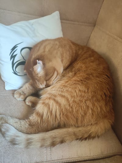 An orange tabby cat is sleeping curled up on a tan sofa next to a white pillow with a black graphic design. The cat's head is tucked into its body, and its tail is wrapped around it. The environment appears to be indoors, likely a residential setting in Melitopol, Ukraine.