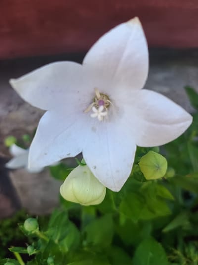 A close-up shot captures a delicate white bellflower, its petals slightly curled and showing subtle pink stamen in the center. Below the bloom, a light green flower bud remains closed. The background is a blurry mix of a reddish-brown textured surface and vibrant green foliage, hinting at an outdoor setting. Several other green buds are visible scattered amongst the leaves, suggesting more flowers are yet to open. The overall impression is one of natural beauty and burgeoning life. The image does not provide any specific information about its location in Nova Mohylnytsia, Ukraine.