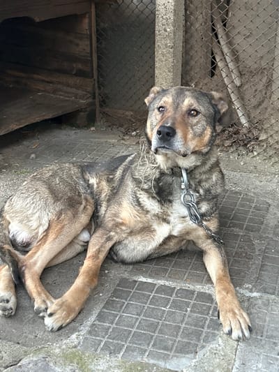 An adult male dog, appearing to be a mixed breed with brown, tan, and dark grey fur, is observed lying on a paved surface composed of square concrete tiles. The animal is secured by a metal collar and a heavy-gauge chain attached to it, extending out of the frame to the lower right. Debris, resembling dry grass or straw, is visible on the dog's neck and left shoulder. The dog is positioned facing forward, with its head slightly raised and gaze directed towards the viewer. In the background to the left, a weathered wooden structure, consistent with a doghouse, is partially visible. To the right, a chain-link fence attached to a grey concrete post forms part of the enclosure. The ground surface shows signs of wear, with dirt and minor plant growth present in crevices. This scene is located in Bukovlak, Bulgaria.