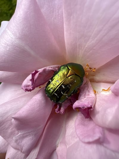 A close-up, overhead shot shows a metallic green beetle resting on the soft, pink petals of a rose. The beetle's exoskeleton shimmers with iridescent hues, catching the light and highlighting its intricate patterns. Its head is tucked beneath its wing casings, and its legs are not visible. The rose petals are delicate and slightly translucent, with visible veins that create a subtle texture. Some of the petals appear slightly wilted, adding a touch of realism to the scene. In the center of the rose, the stamen and pistil are visible, with their orange-yellow anthers adding a pop of contrasting color. The background is softly blurred, focusing all attention on the beetle and the flower. The lighting suggests it is daytime, possibly late morning or early afternoon, with soft, diffused light that illuminates the subjects without harsh shadows. The image is a still life, capturing a moment of natural beauty and the intricate details of the insect and the flower. There is no visible text in the image. The location is Zassovskaya, Russia.