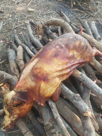 A whole roasted pig lies atop a stack of gathered firewood. The pig's skin is a mix of light yellow and dark brown, suggesting uneven cooking. The wood is a variety of sizes and colors, ranging from light gray to dark charcoal. The background shows dry vegetation and scattered debris, indicating an outdoor setting, possibly for a feast or celebratory event. The scene has a rustic and potentially festive atmosphere.