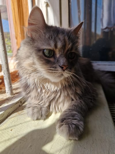 A long-haired grey and tan cat with green eyes is sitting on a windowsill. The cat is looking to the left of the frame. The background includes a window with vertical blinds and sheer curtains. The windowsill is light-colored and textured, with a shadow cast on it. The scene is illuminated by natural light, suggesting it is daytime. The location is described as being in the city of Raduvene, Bulgaria.