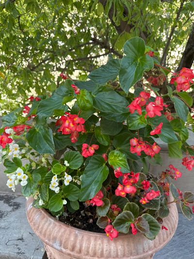 A close-up, eye-level, outdoor shot captures a terracotta pot filled with a lush display of begonias. The flowers are a vibrant mix of red and white, with clusters of delicate red blooms cascading down the sides of the pot, interspersed with smaller white flowers. Lush green leaves with serrated edges provide a rich backdrop to the blossoms. The pot itself is a muted terracotta color with visible texture and decorative ridging. The background is softly blurred, revealing hints of dappled sunlight filtering through green foliage, suggesting a natural or garden setting, possibly in Dolceacqua, Italy. No people are present in the image, and there are no discernible actions or interactions.