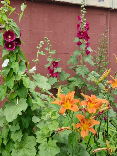 In the city of Десна Снт, Russia, a close-up shot captures a vibrant garden scene against a textured, reddish-brown brick wall. The foreground is dominated by lush green foliage and several blooming flowers. On the left, a vine-like plant with large, heart-shaped leaves climbs upwards, adorned with several deep magenta hollyhocks. To the right of the hollyhocks, a tall stalk also displays magenta hollyhocks, with numerous buds still forming along its length. In the lower half of the image, bright orange daylilies with prominent yellow stamens are in full bloom, their petals slightly curled. The background wall shows a subtle brick pattern and appears to be an exterior wall, possibly of a building. The lighting suggests it is daytime, likely during sunny weather.