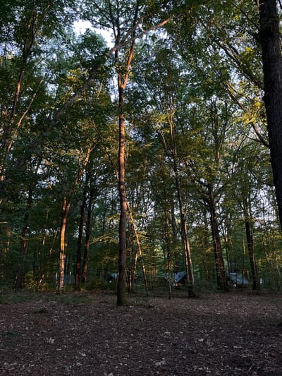This image depicts a forested area with several tents set up on the ground, suggesting a campsite. The trees are tall and densely packed, with sunlight filtering through the leaves, casting dappled light and shadows on the forest floor. The ground is covered with fallen leaves and some sparse vegetation. In the background, several light-colored tents are visible among the trees. The overall scene suggests an outdoor recreational setting. The specific location in Sonchamp, France is not discernible from the image itself.