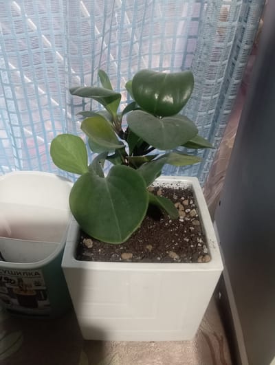 A potted houseplant with large, dark green, glossy leaves sits in a white square pot on a surface. The pot is filled with dark soil and small pebbles. Behind the plant is a light blue, sheer curtain with a grid pattern. The background includes a dark surface, possibly a shelf or ceiling, and a textured wall. To the right of the white pot, a portion of a teal-colored container is visible. On this teal container, there is visible text in Cyrillic script, including the word "СУШИЛКА" (sushilka, meaning dryer) and numbers like "90". The lighting suggests an indoor environment, possibly near a window due to the curtain. The image is oriented sideways.