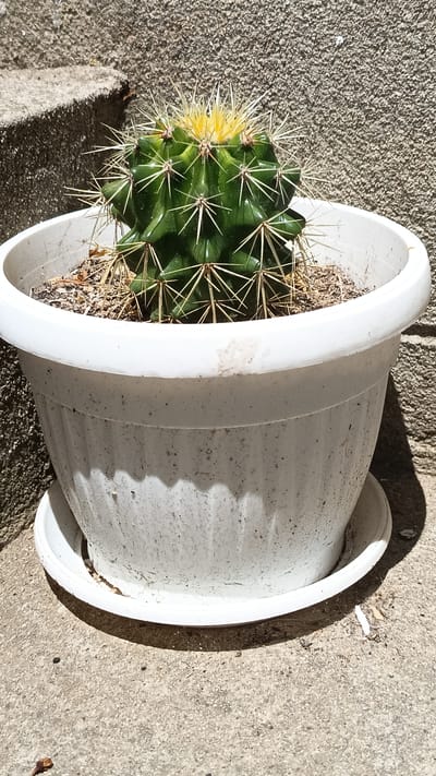 A spherical green cactus with yellow spines on top is planted in a white plastic pot with a saucer. The pot is placed on a concrete surface next to a textured concrete wall and some concrete steps. The scene is outdoors and appears to be in the village of Stefan Karadzhovo, Bulgaria.