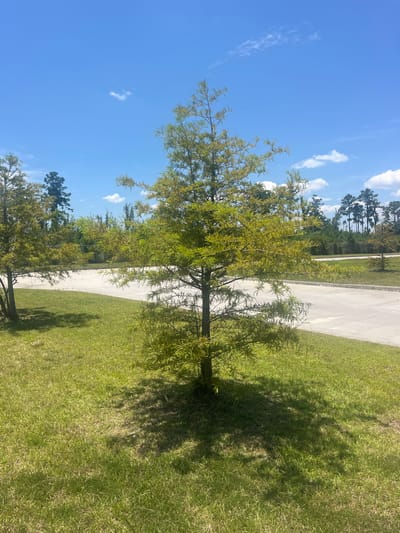 The image shows a young Bald Cypress tree in the foreground, with its feathery, light green foliage casting a shadow on the well-maintained grass. Behind the tree, a paved surface, likely a road or parking lot, curves gently to the right. In the background, a dense line of pine trees stretches across the horizon, with a clear blue sky dotted with a few wispy white clouds above. The scene appears to be in a suburban or park-like setting in Pooler, Georgia, USA, given the distinct Southern vegetation and the clear, sunny weather typical of the region. There are no people or animals visible in the image.