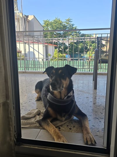 A medium shot captures a black and tan dog lying on a tiled patio through a glass door. The dog, wearing a grey harness, is positioned in the lower half of the frame, facing right with its head turned towards the camera. Its front paws are extended, and a beige towel is placed beneath its hindquarters. The background reveals a residential area, likely in Agii Anargiri, Greece, with buildings and trees visible beyond a metal railing. The sky is clear and blue. The image is taken on a sunny day, with shadows cast on the patio and buildings.