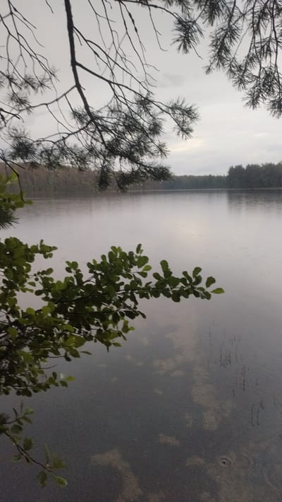 The image depicts a serene natural scene at dusk, possibly near Tarasovskoe, Russia. In the foreground, branches with green leaves and pine needles frame a calm body of water. The water's surface is slightly rippled, with faint circles suggesting recent raindrops. The distant shore is lined with a dark forest, and the sky above is overcast and gray. The overall atmosphere is tranquil and moody.
