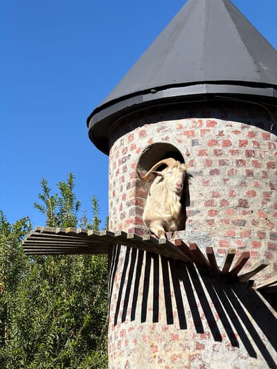 An image captures a serene outdoor scene in Drakenstein Nu, South Africa, featuring a goat resting within a unique brick tower-like structure under a clear blue sky. The central subject is a light-colored goat, possibly white or cream, with visible horns, peacefully nestled within a circular opening in the brick wall. Its eyes appear closed, suggesting it is asleep or deeply relaxed.

The structure itself is a cylindrical tower constructed from weathered, reddish-brown bricks set in light mortar, giving it a rustic texture. It is topped with a dark, conical roof, likely made of metal or painted material, contrasting with the warm tones of the brickwork. Attached to the side of the brick tower is a series of wooden steps or a ladder, which casts long, sharp shadows onto the sun-drenched wall, indicative of strong, direct sunlight, possibly in the morning or late afternoon.

The background features a vibrant, clear blue sky occupying the upper portion of the frame. Below the structure, lush green foliage, likely dense shrubs or trees, forms a natural backdrop, emphasizing the outdoor, rural setting. No people or visible text are present. The overall impression is one of tranquility and natural integration of animal and environment.