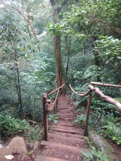 A downward-sloping wooden staircase with a wooden handrail winds through dense, green vegetation. The scene appears to be located in a forest or jungle-like environment, with a tall tree trunk visible at the top of the staircase. The location could be a park or natural reserve in the city of Villarrica, Paraguay, characterized by its humid subtropical climate and lush vegetation.