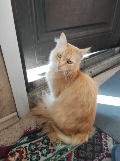 A ginger cat with light green eyes is sitting on a rug in front of a dark-colored door. The cat is looking at the camera with its head tilted slightly to the left. The rug has a colorful, intricate pattern. The scene appears to be indoors, possibly near an entrance or doorway, with natural light coming in from the side. The background suggests an urban setting, with a door and a part of a wall visible. No specific location in the city of Aleysk, Russia can be identified from the image.