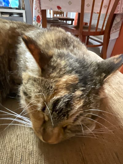 A close-up, indoor, eye-level shot shows the head of a tortoiseshell cat with green eyes and white whiskers, resting on a textured brown surface. The cat is facing downwards and to the left. In the background, a wooden dining chair with a white tablecloth and floral pattern is visible. The setting appears to be a domestic environment in Dresvyano, Russia.