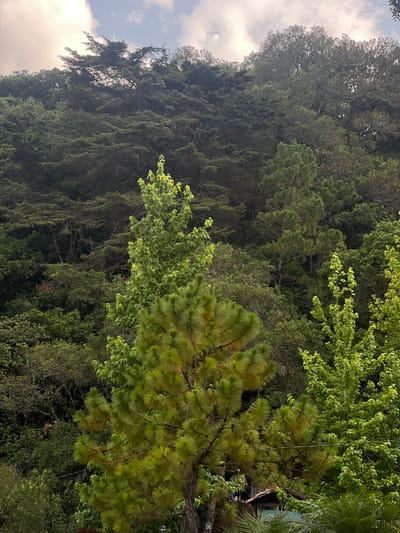 The image captures a dense forest scene, likely in the outskirts or a mountainous area of La Esperanza, Honduras, given the vegetation type. The focus is on a variety of trees, including pine trees with characteristic needle clusters, and other broadleaf trees with different shades of green foliage. The trees appear to be growing on a hillside, with the forest extending upwards out of view. The sky is visible in the upper-left corner, showing patches of light blue and clouds. A structure, possibly a building, is partially visible among the trees on the right. The overall impression is one of a lush, natural environment.
