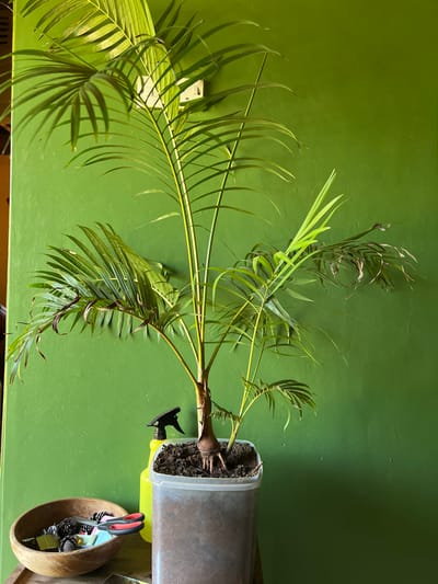 An indoor scene showcases a potted palm plant, likely a parlor palm or similar species, against a vibrant, solid green wall. The plant, positioned on a surface, features numerous long, arching fronds with distinct green leaflets. Some of the older fronds exhibit browning and drying at their tips and edges, indicating some stress or natural aging.
The plant is contained within a translucent, rectangular plastic pot, through which the soil and some root structures are visible. A black spray bottle is partially obscured, resting on the surface near the base of the pot. On the wall behind the plant, a white electrical outlet is clearly visible.
To the right of the plant, a rustic wooden bowl sits on the same surface. It contains a collection of items, including several dark pinecones, a pair of red-handled scissors, and other small, indistinguishable objects, possibly decorative or craft-related.
The lighting is bright, suggesting an indoor daytime setting. The image captures a static display, with no apparent activity taking place. There is no visible text in the image.