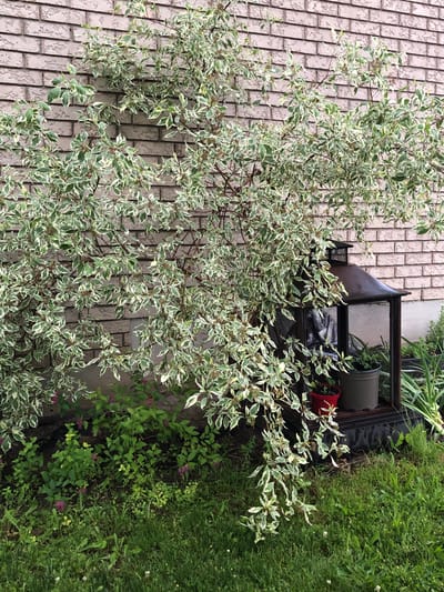 The media file depicts an outdoor scene with a focus on a variegated shrub in the foreground. The shrub has green leaves with white edges and is positioned against a brick wall. Behind the shrub, a metal shelf unit is visible, holding two potted plants. One pot is dark green, and the other is red. To the right of the shelf, there is a grassy area with some smaller plants and flowers. The image appears to be taken during the daytime, with natural light illuminating the scene. The overall impression is one of a garden or patio setting. No people are visible, and no text is present in the image. The location context of Barrie, Canada, suggests a temperate climate, likely during the warmer months given the presence of lush greenery.