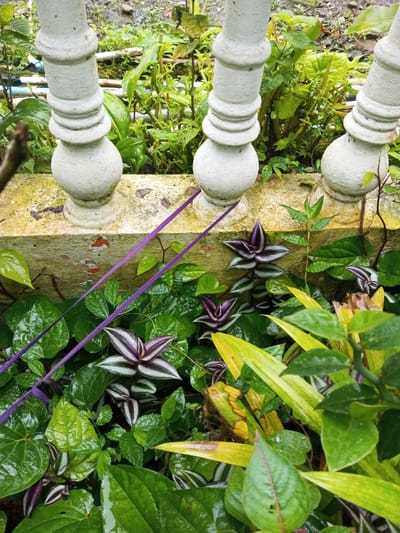 Three white, decorative balusters stand behind a textured, yellowed wall. Green foliage fills the foreground, interspersed with striking zebra plants displaying purple and silver striped leaves. A vibrant purple ribbon diagonally crosses the scene, adding a pop of color against the verdant backdrop. The foliage is wet with recent rain.