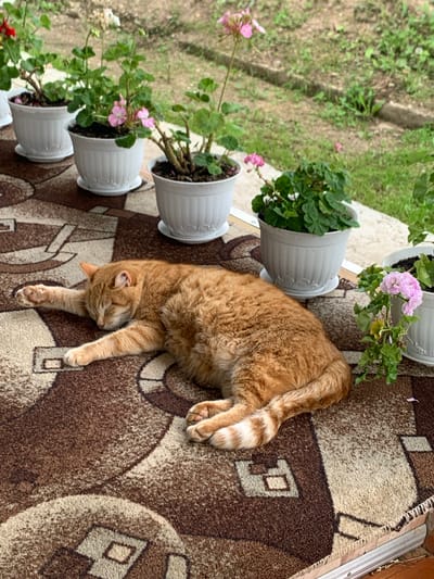 An orange tabby cat is sleeping on a patterned rug outdoors. The rug has a brown and beige geometric design. Several potted plants with pink and green foliage are visible behind the cat. The scene appears to be on a porch or patio.