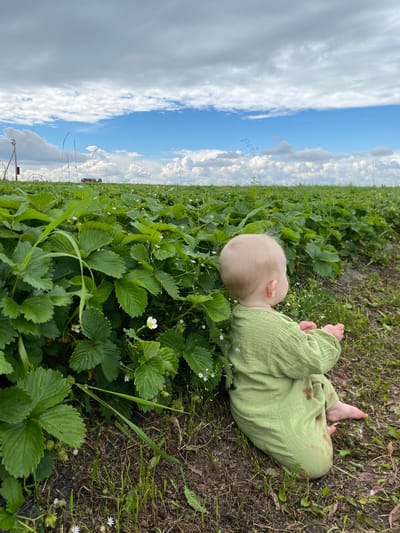 In a field of lush green strawberry plants under a bright, cloudy sky, a baby is lying on its back. The baby is wearing a light green, long-sleeved outfit and appears to be a toddler. Its head is turned to the side, resting on the dark soil between the plants. Small white flowers are scattered throughout the strawberry plants, and some tiny green strawberries are also visible. In the background, a truck can be seen in the distance, suggesting a rural or agricultural setting. The scene evokes a sense of peace and innocence, with the baby enjoying the natural surroundings. The time of day appears to be daytime, with the sun casting shadows and the clouds indicating a dynamic weather pattern. The location is identified as Кварса, Russia. There is no visible text in the image.