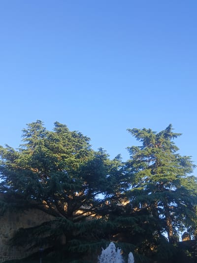 The image shows a clear blue sky above a section of large, green evergreen trees. In the foreground, a portion of a stone wall is visible, and at the bottom edge, a white fountain structure is partially visible. The scene appears to be outdoors, likely in a park or garden setting. The trees are dense and full, with sunlight filtering through their branches, creating some shadowed areas. The stone wall suggests an aged or historic construction. The absence of any visible people or animals indicates a peaceful, unoccupied moment. The lighting suggests it is daytime, possibly late afternoon due to the angle of the sunlight. The overall impression is one of natural beauty and tranquility within a built environment.