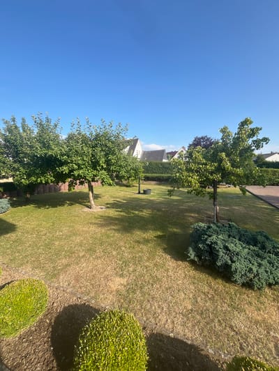 This image depicts a backyard garden in Neustadt, Germany on a clear, sunny day. The foreground features two round, manicured green bushes, with a darker, more sprawling evergreen shrub to the right. The lawn is mostly dry and somewhat yellowed, with patches of greener grass. Two trees with lush green foliage are situated in the middle ground, casting shadows on the lawn. In the background, a row of well-maintained hedges separates the garden from a residential area, where several houses with tiled roofs are visible. A black trash can or planter is visible near one of the trees. To the far right, a brick patio or walkway is partially visible. The sky is a vivid, cloudless blue.