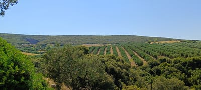 The image captures a rural landscape in Πετράλωνα, Greece, on a clear, sunny day. The foreground is dominated by lush green foliage of trees and bushes. In the midground, a meticulously organized olive grove stretches across a gentle slope, with rows of trees neatly planted. Beyond the olive grove, the terrain rises to a hilly landscape covered in dense green vegetation, creating a sense of vastness. A notable feature in the distance is a large, rocky gorge carved into the hillside, adding a dramatic natural element to the scene. The sky is a clear, uninterrupted blue, suggesting a tranquil and dry atmosphere. There are no people or animals visible in the image.