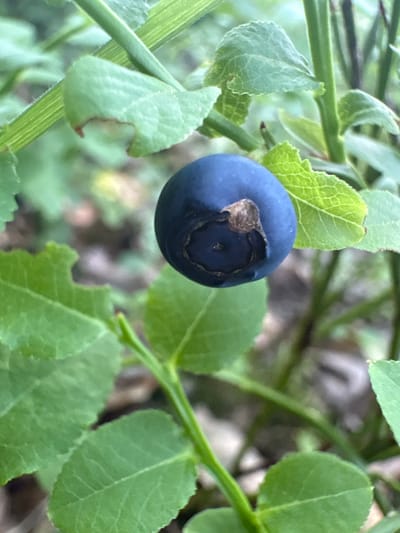 This is a close-up, vertical shot of a single ripe blueberry on a bush. The blueberry is dark blue and has a small, brown, withered blossom end. It is surrounded by green leaves, some of which show signs of insect damage along their edges. The background is a blur of green foliage and brown earth, suggesting an outdoor, natural setting. The image was taken in Żurawiniec, Poland.