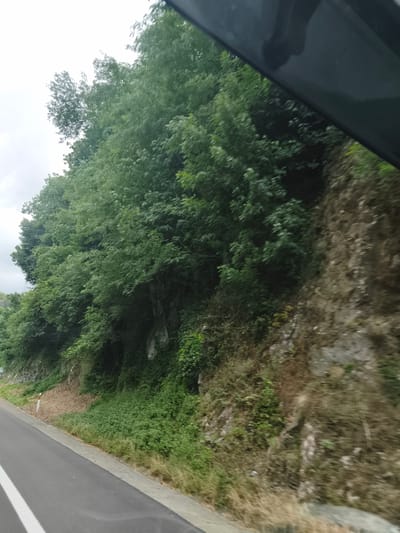The image depicts a roadside view in Andoain, Spain, on an overcast day. A paved road with a white line marking runs along the left side of the frame, suggesting a journey is in progress. To the right of the road, a steep, rocky embankment is covered with dense green foliage and trees. The vegetation appears lush, indicating a possibly humid climate or recent rainfall. The time of day is unclear due to the overcast conditions, but the overall scene suggests a natural, perhaps somewhat remote, setting. There is a yellow road marker visible on the embankment. The image appears to be taken from a moving vehicle, as evidenced by the slight blur and the perspective. No people are visible in the image.