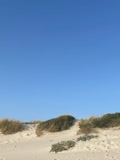 The image depicts a serene beach landscape in Gafanha da Nazaré, Portugal. The foreground is dominated by soft, pale sand, showing subtle footprints and ripples from wind or water. A path or worn-down area is visible leading upwards through the dunes. The dunes themselves are covered with sparse, dry grass and a few low-lying green shrubs. The sky above is a clear, unbroken expanse of bright blue. The scene is devoid of any people or animals, emphasizing a tranquil and natural environment.