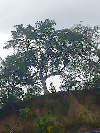 The image, captured in Puloblang, Indonesia, depicts a natural outdoor scene dominated by a large, mature tree with a sprawling canopy of dense, dark green foliage. The tree occupies the left and central portions of the frame, with its numerous branches and leaves extending upwards and across. Its thick trunk is partially visible on the right edge of the tree's base.

To the right of the tree, an area of uneven ground or a bank is visible, characterized by dark earth and patches of sparse, lighter green vegetation, which appear to include some palm-like plants. The sky, a uniform light gray or white, is prominent in the upper left, indicating an overcast day or diffused lighting conditions. There are no harsh shadows, suggesting soft, ambient light rather than direct sunlight.

No people, animals, or artificial structures are discernible within the frame. The scene is static, portraying a tranquil natural environment. No visible text is present in the image.