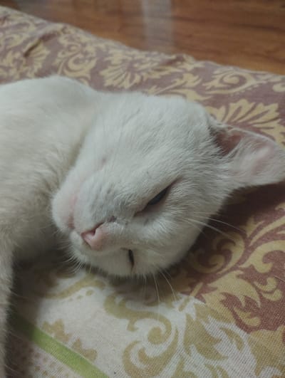 A close-up shot captures a white cat resting on a patterned fabric, likely a blanket or cushion. The cat is curled up, with its head resting on its side, and its eyes are partially closed, suggesting it is sleepy or relaxed. Its fur is predominantly white, with a light pink nose and visible whiskers. The fabric it rests on features an ornate pattern with swirls and floral motifs in shades of beige, brown, and a muted green stripe. The background is softly blurred, indicating a shallow depth of field. The lighting appears to be from an indoor source, with a warm tone, suggesting it could be daytime or evening. There is no visible text in the image. The setting is likely a domestic environment, possibly a home or a comfortable indoor space, given the presence of the cat and the soft furnishings.
