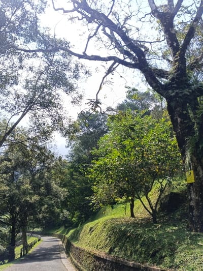 A curved asphalt road bordered by a low stone wall runs through a lush, green landscape. Towering trees frame the scene, their branches reaching towards the bright sky. Dense foliage covers the hillside, with smaller trees dotting the slope. A tall, weathered tree stands prominently on the right, its trunk adorned with ferns. The scene evokes a sense of tranquility and natural beauty.