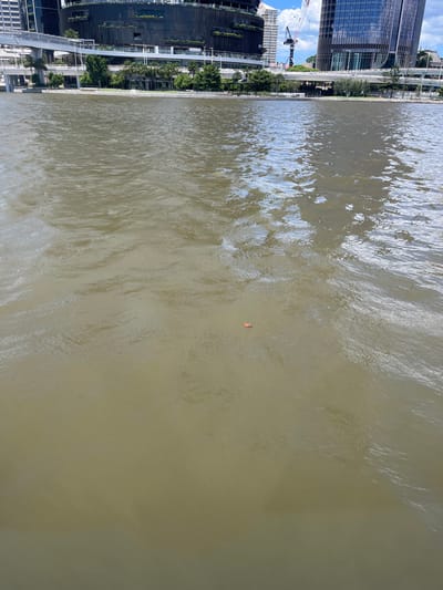 This image captures a wide urban river on a bright, sunny day, likely the Brisbane River in South Brisbane, Australia, with a modern city skyline along its banks. The photograph is taken from a vantage point looking across or slightly down at the water.

The river dominates the foreground and middle ground, appearing a murky greenish-brown with numerous ripples and reflections on its surface, indicating gentle movement and the bright overhead sun. A single, small, reddish-brown, leaf-like object floats on the water's surface towards the center-right of the frame.

Along the left side of the image, the distinct architecture of a contemporary city is visible. Several tall, modern buildings, some with reflective glass facades, stand prominently. One structure features dark, layered, and possibly terraced designs, characteristic of recent urban developments. Behind these, a large construction crane reaches into the clear blue sky, signaling ongoing building activity in the area. The riverbanks are lined with green trees, offering a natural element within the urban landscape.

The scene portrays a calm, daytime atmosphere in a vibrant city setting. No people or visible text are present in the image.