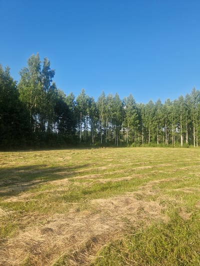 The image displays a sunlit field adjacent to a line of tall trees. The field is covered in dry, golden grass, with some green grass visible towards the left side, suggesting it may have been recently mowed or is in the process of drying. The trees form a dense green border along the left edge of the frame, with their white trunks clearly visible in the dappled sunlight. The sky is a vibrant, clear blue, indicating a bright and sunny day. Shadows from the trees stretch across the field, adding depth and texture to the scene. The overall impression is one of a peaceful rural landscape in the countryside of Rikava, Latvia. The time of day appears to be late morning or early afternoon, given the strong sunlight and the angle of the shadows. There are no people or specific objects clearly identifiable in the image, focusing solely on the natural elements of the environment.