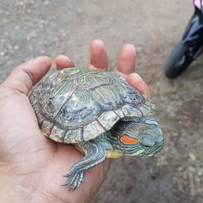 A juvenile Red-eared Slider turtle (Trachemys scripta elegans) is held in the open palm of a human left hand. The turtle's carapace features a mottled green, grey, and brown pattern. Its head is extended, displaying green skin with thin yellow stripes and a distinct orange-red patch located behind each eye. The human hand exhibits a medium skin tone. The background is out of focus, revealing a light grey, granular surface consistent with dirt or gravel, and a partially visible black motorcycle wheel and fender in the upper right. The scene is illuminated by ambient light, located in Ketowan, Indonesia.